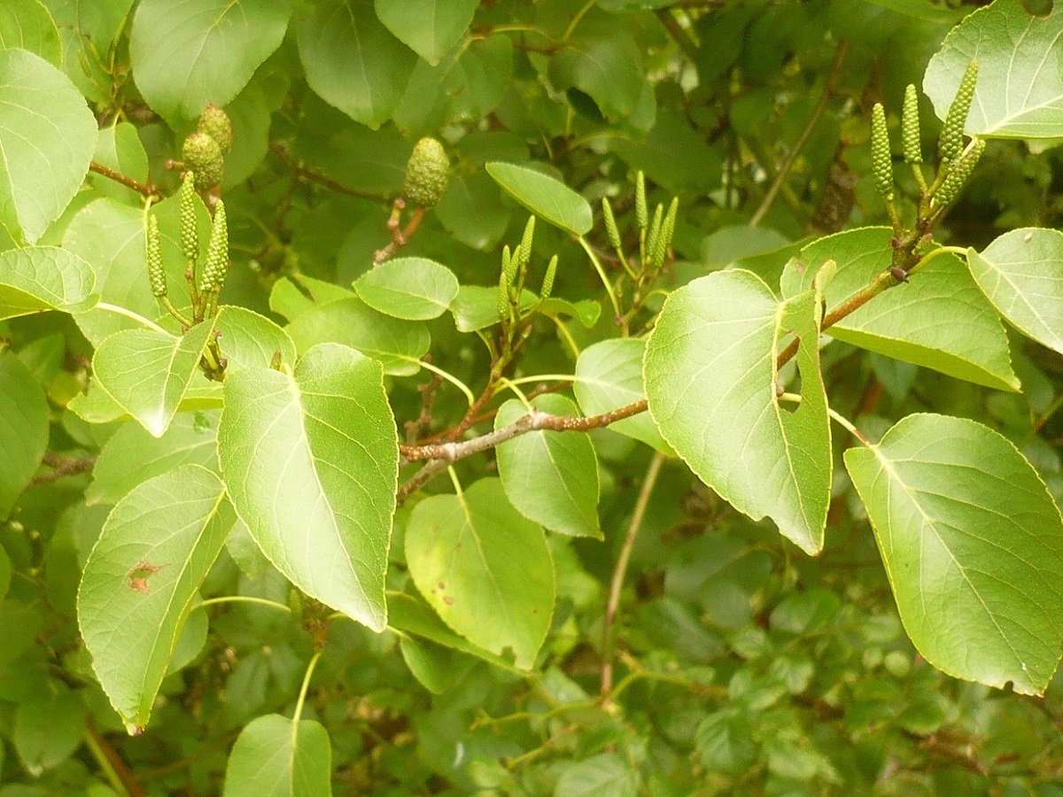 Alnus cordata (Betulaceae)